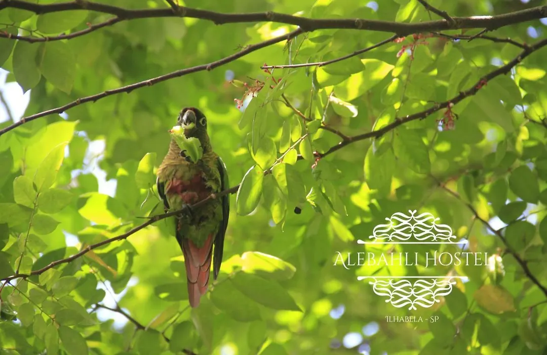 Alebahli Hostel Ilhabela ᵇʸ ᴬᴸᴱᴮᴬᴴᴸᴵ-1