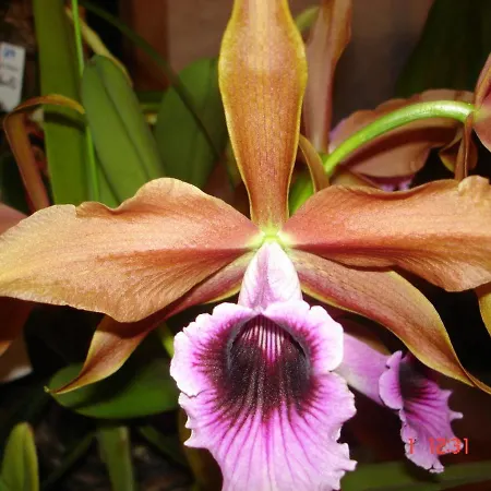 Pousada das Orquideas de Jau-3
