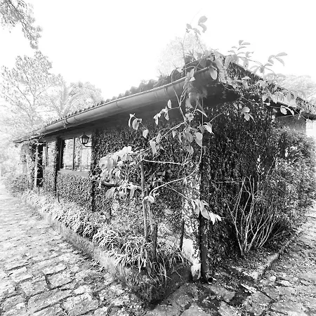 Pinheiros do Rocio-2