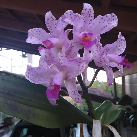 Recanto das Orquídeas Domingos Martins- Soido De Cima,4km centro-2