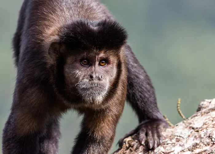 Pequena Suecia Hotel Penedo  que aceita animais de estimação